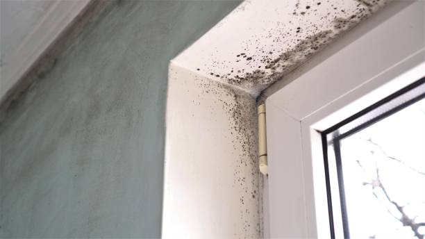 Best Mold Damage Repair  in Schofield Barracks, HI