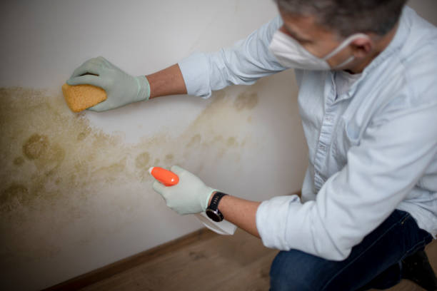 Best Mold Removal Process  in Schofield Barracks, HI