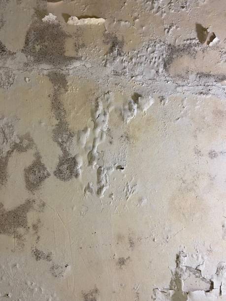 Best Residential Mold Removal  in Schofield Barracks, HI