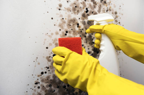 Reliable Schofield Barracks, HI Mold Removal Solutions