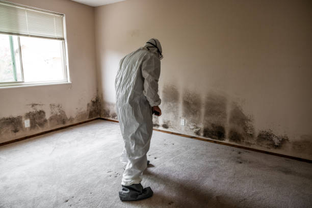 Best Attic Mold Removal  in Schofield Barracks, HI